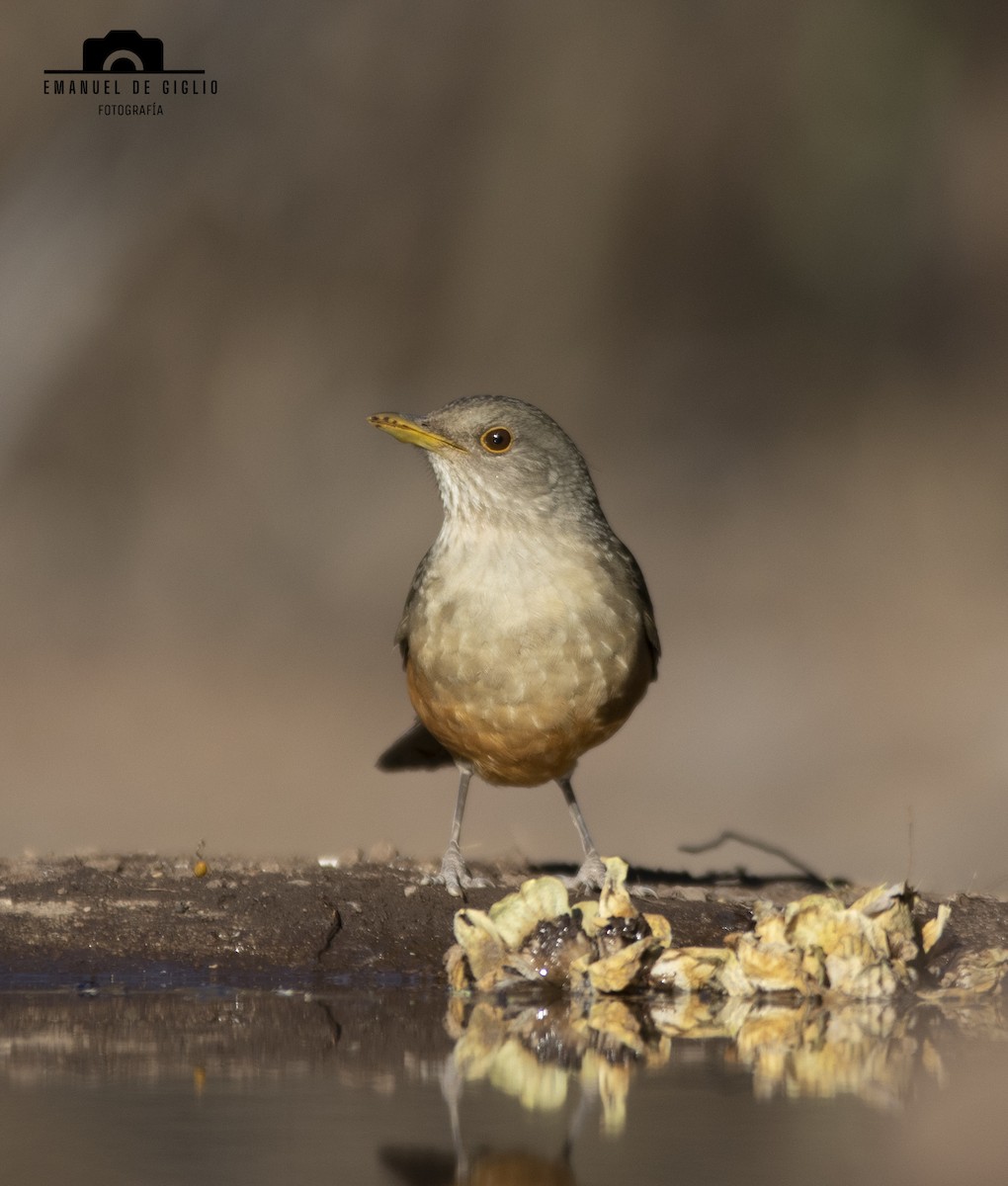 Rufous-bellied Thrush - Emanuel De Giglio