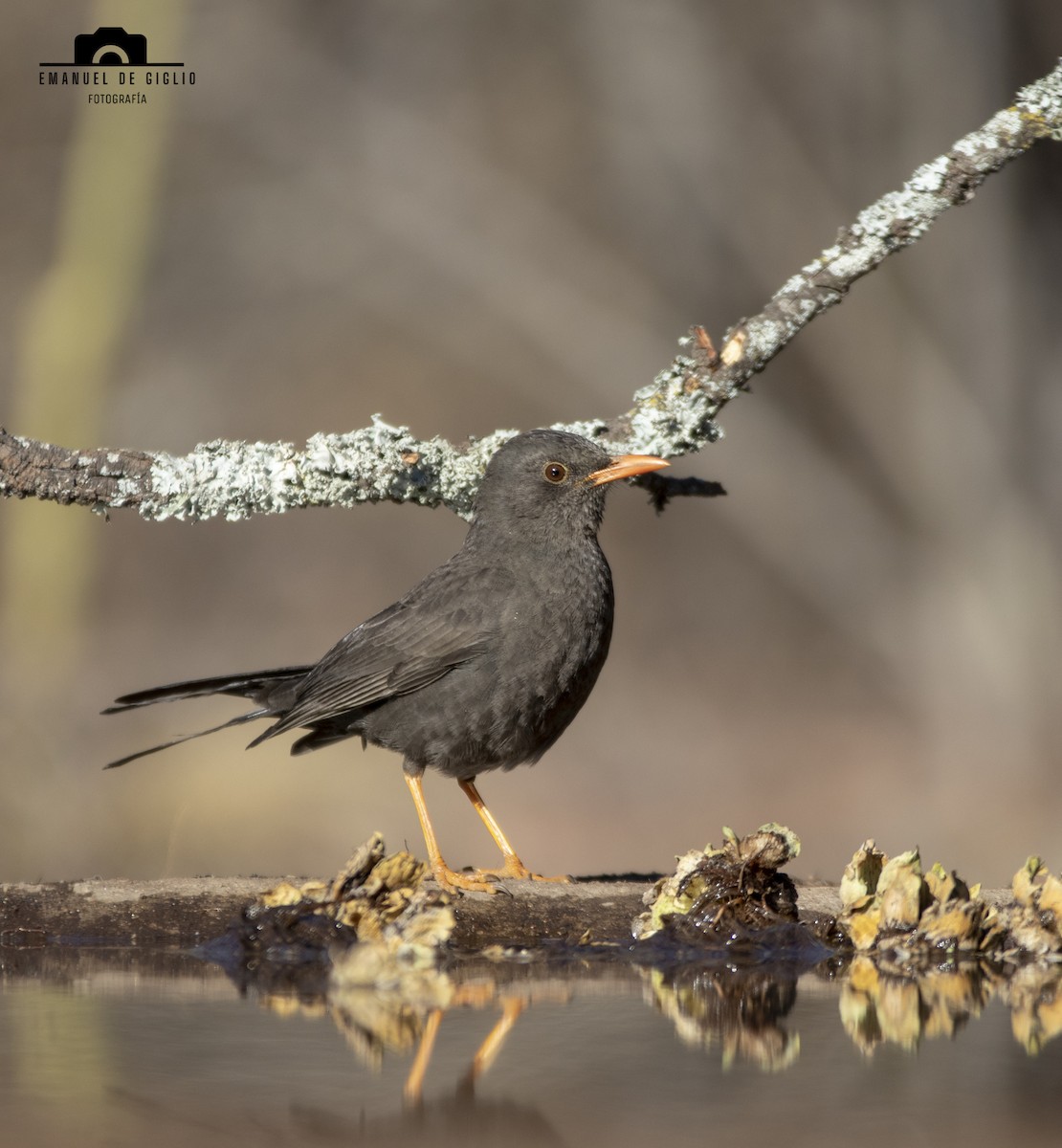 Chiguanco Thrush - ML621861257