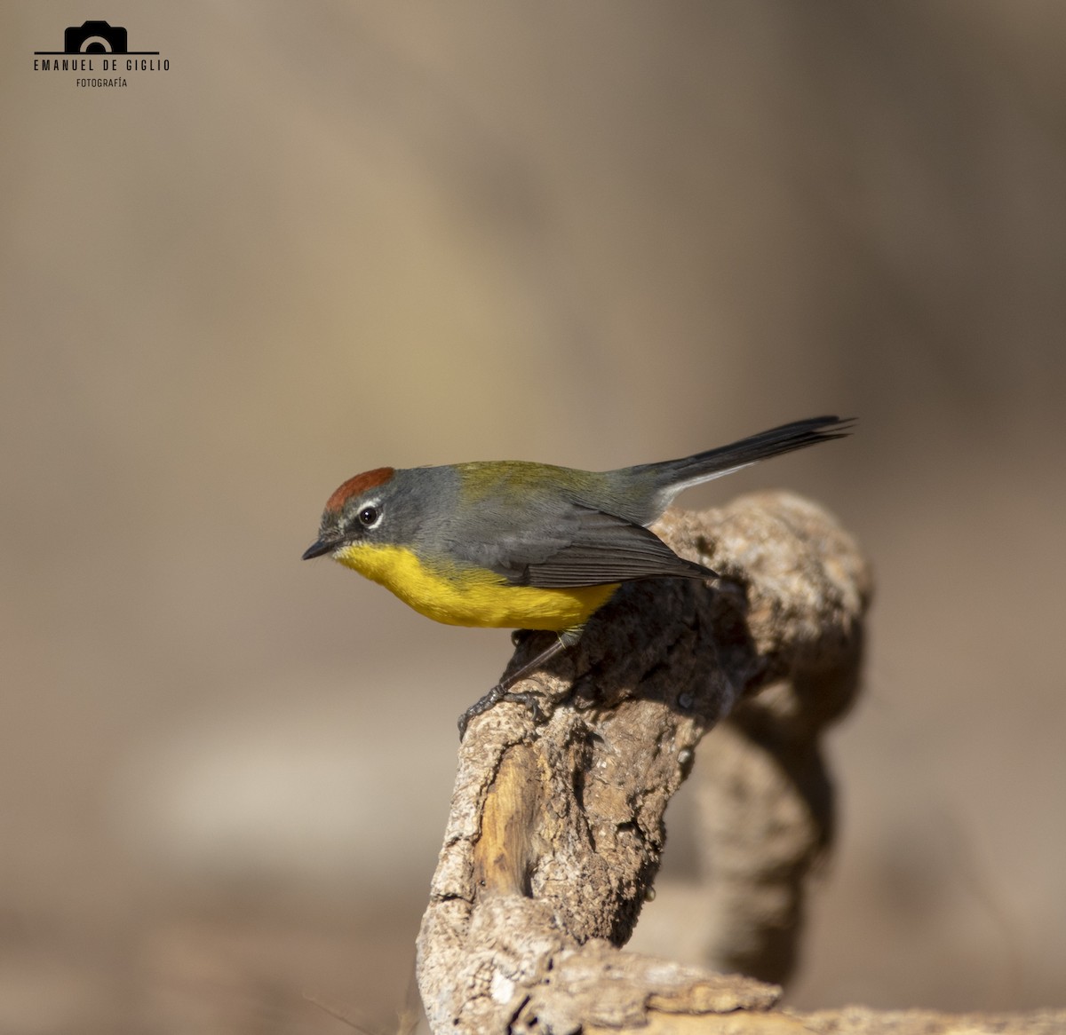 Brown-capped Redstart - ML621861265