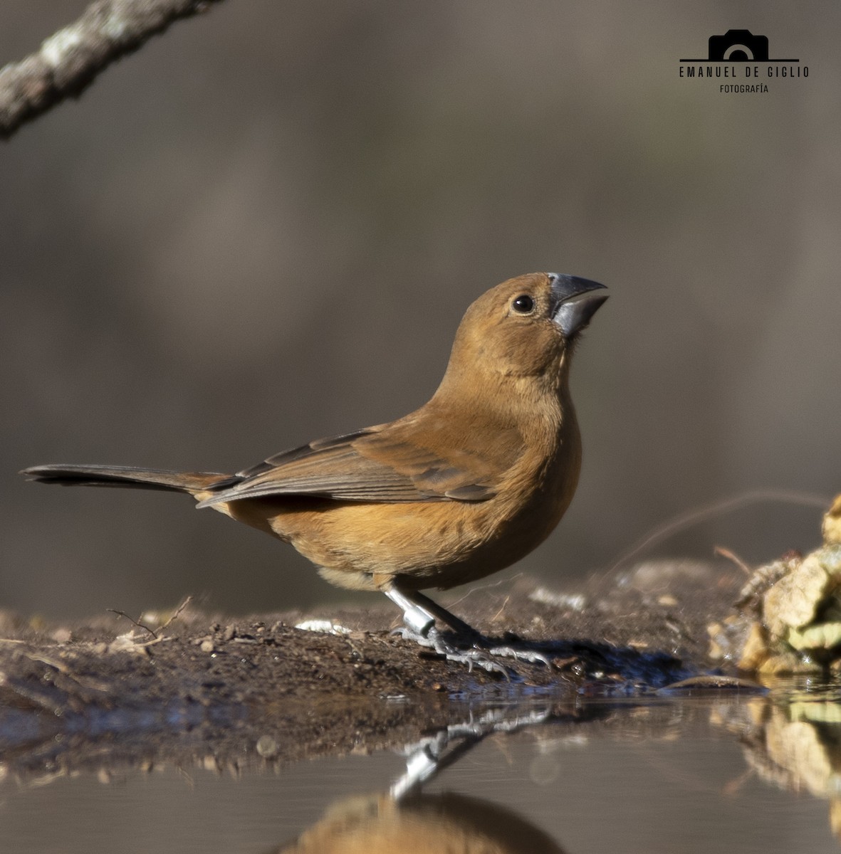 Ultramarine Grosbeak - ML621861281