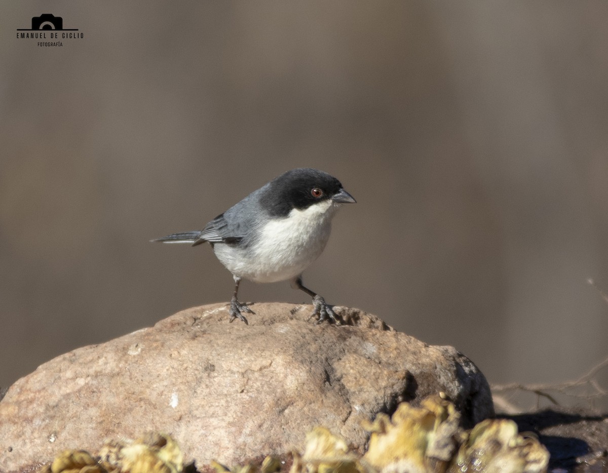 Black-capped Warbling Finch - ML621861284