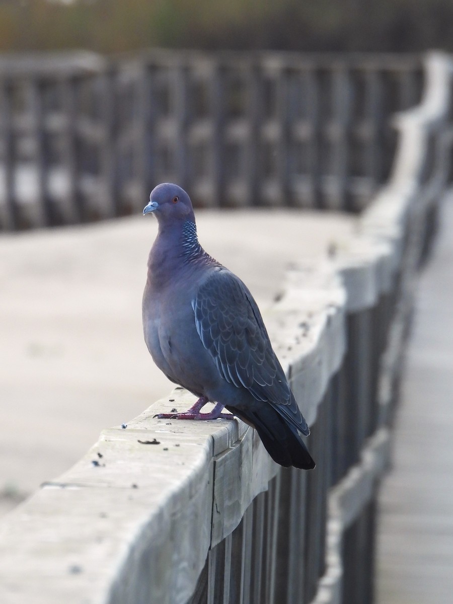 Pigeon picazuro - ML621861297