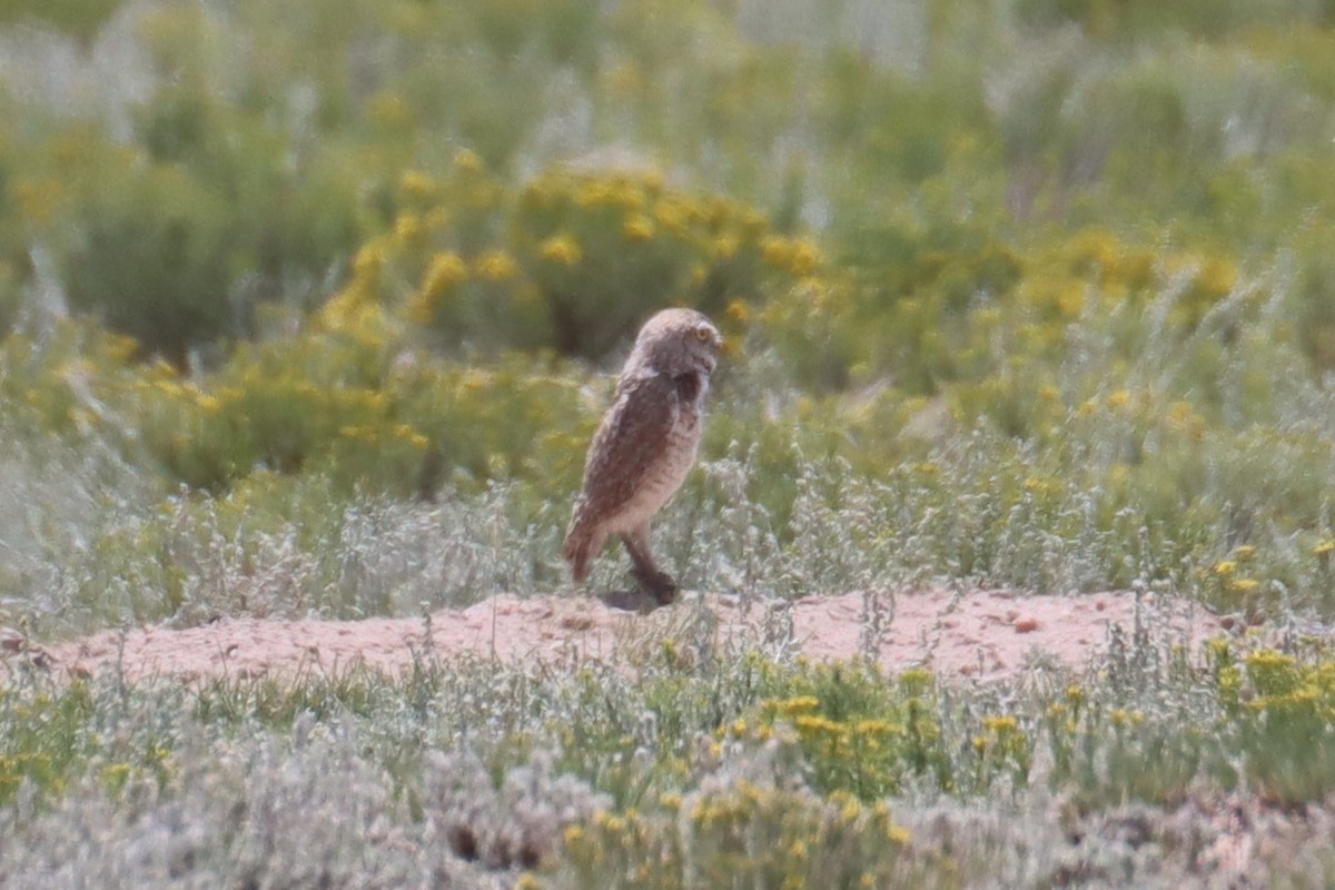 Burrowing Owl - ML621861305