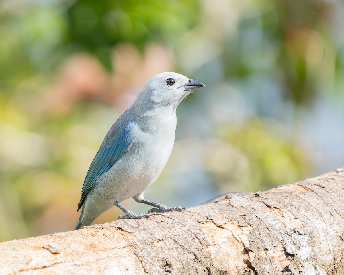 Blue-gray Tanager - ML621861314