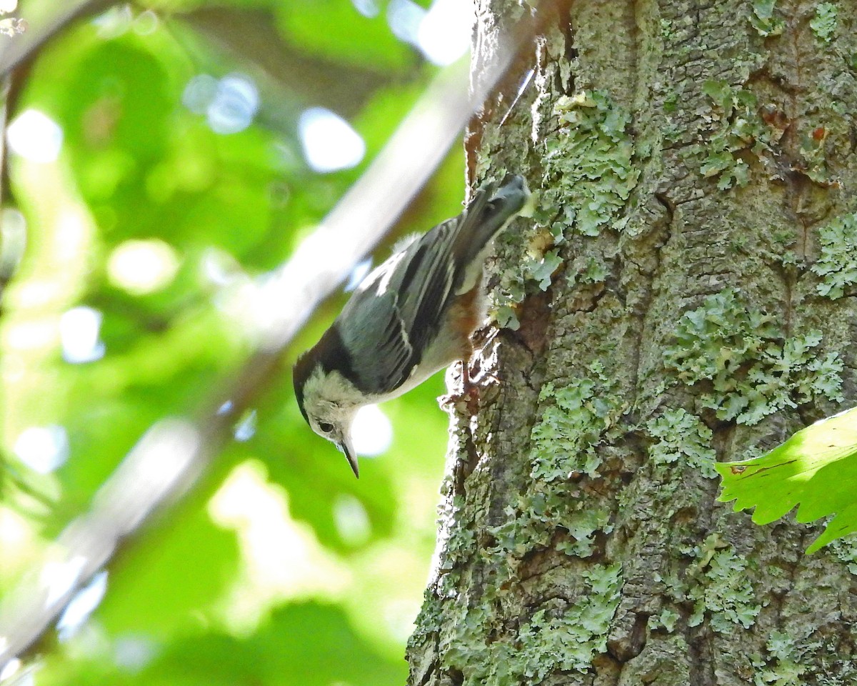 White-breasted Nuthatch - ML621861316