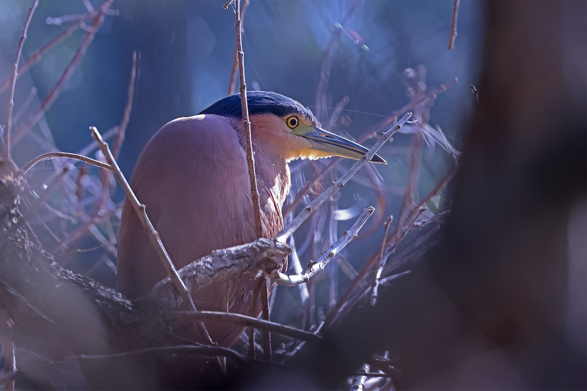 Nankeen Night Heron - Stephen Murray