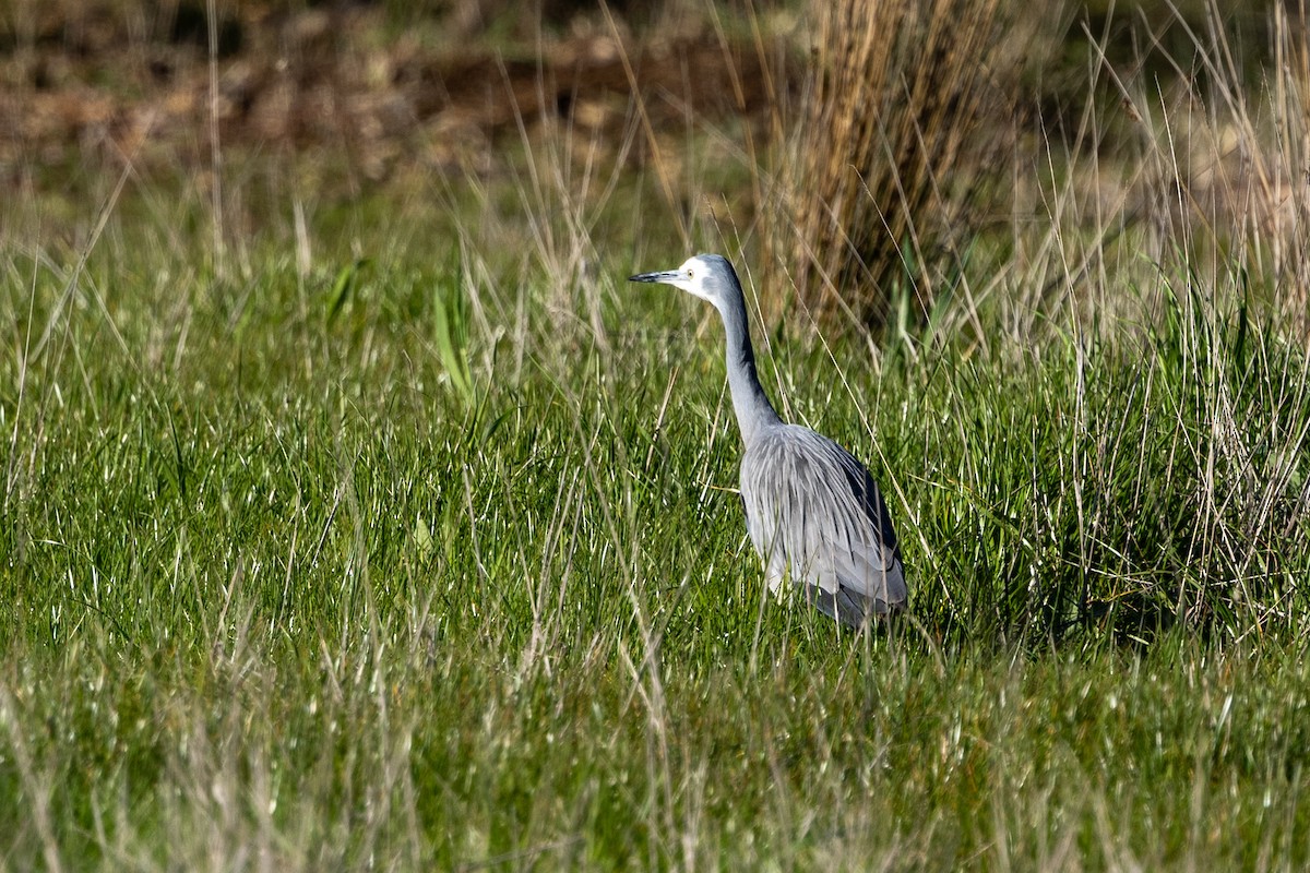 White-faced Heron - ML621861356