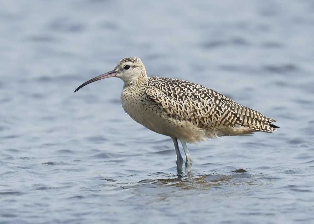 Long-billed Curlew - ML621861386