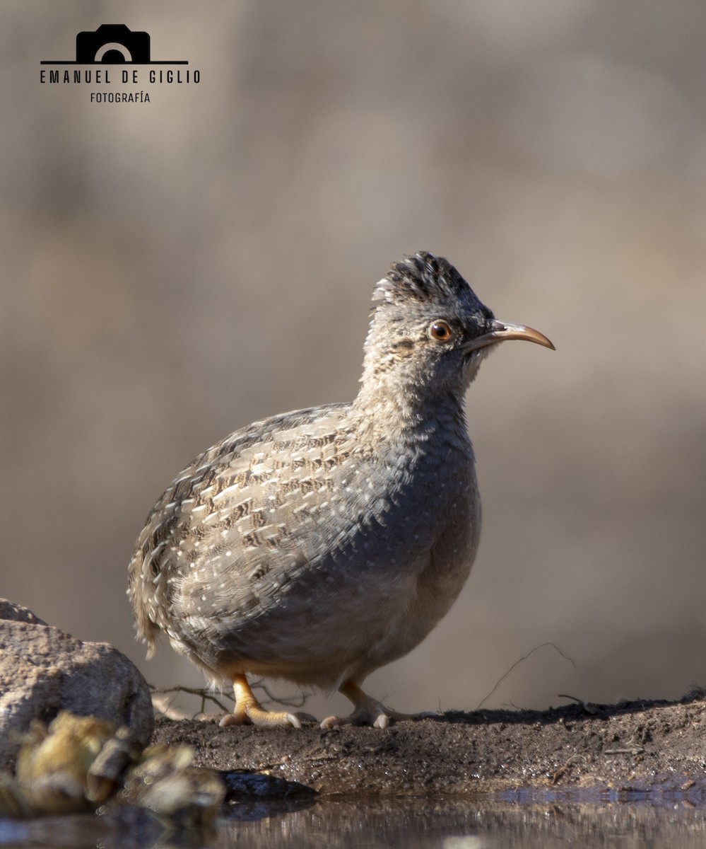 Andean Tinamou - ML621861389