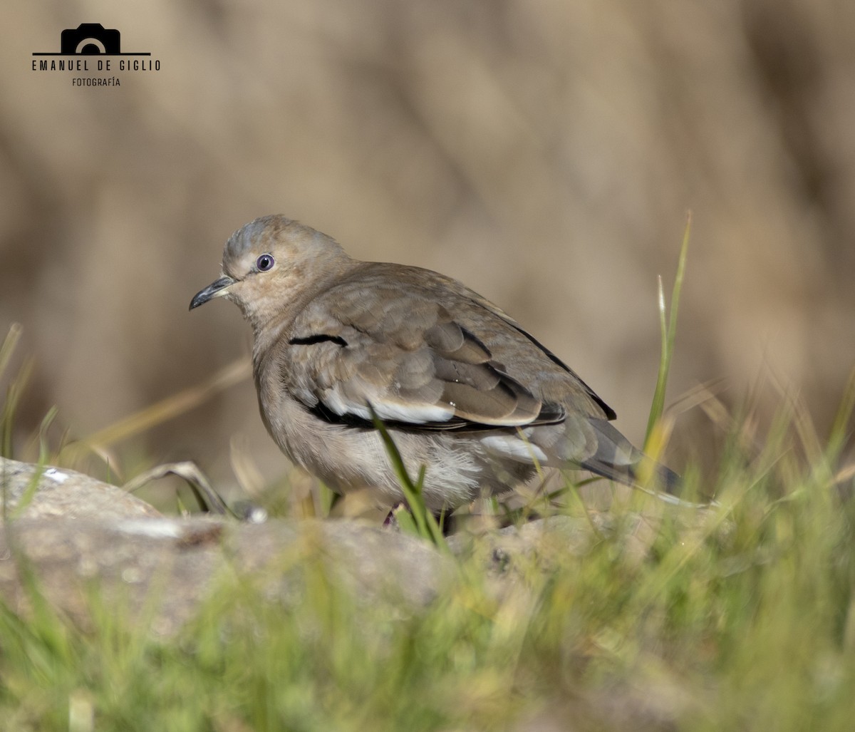 Picui Ground Dove - ML621861395