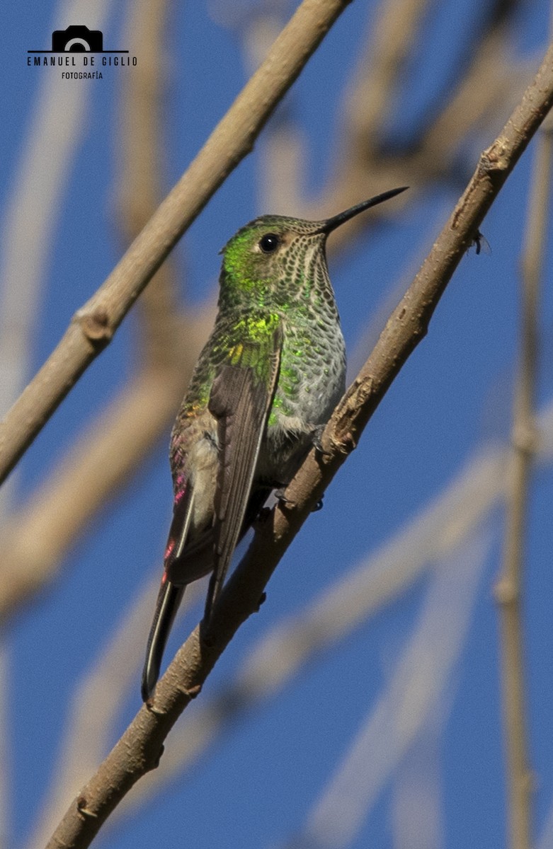 Red-tailed Comet - ML621861407