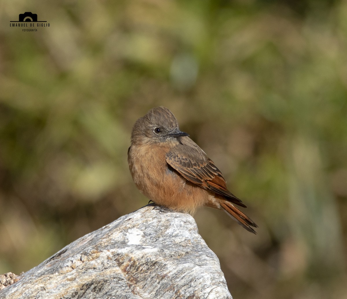 Cliff Flycatcher - ML621861415