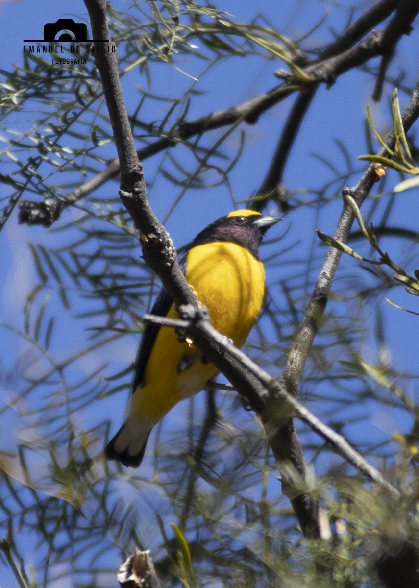 Purple-throated Euphonia - ML621861427