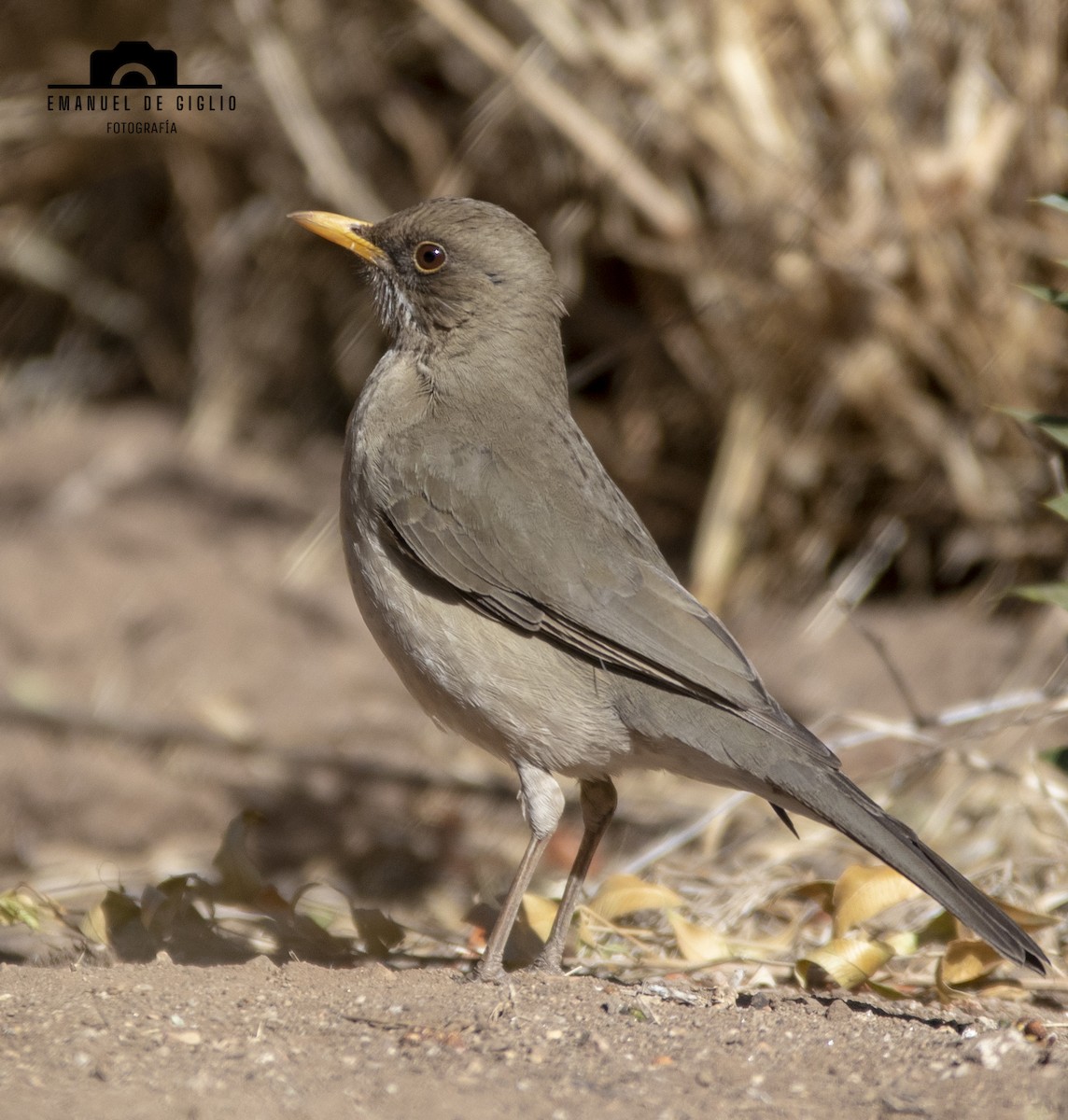 Creamy-bellied Thrush - ML621861431