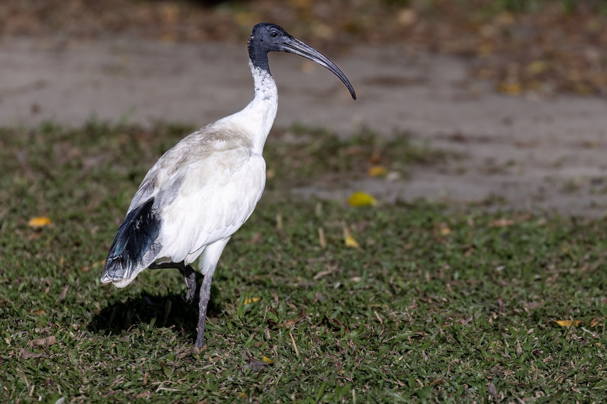 Australian Ibis - ML621861446