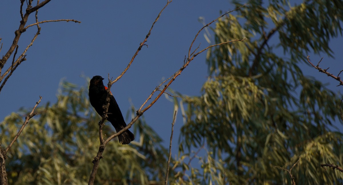 Red-winged Blackbird - ML621861447