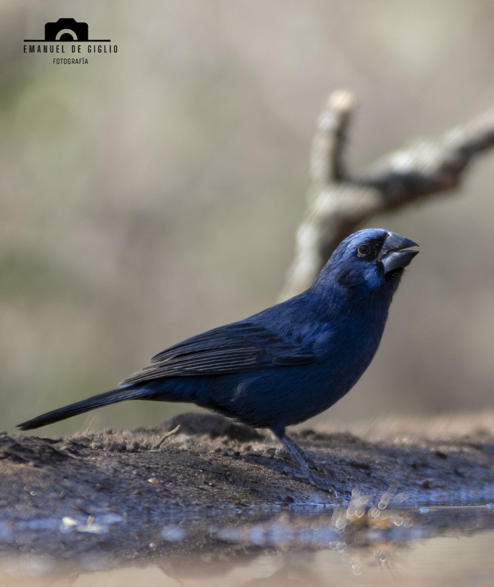 Ultramarine Grosbeak - ML621861448