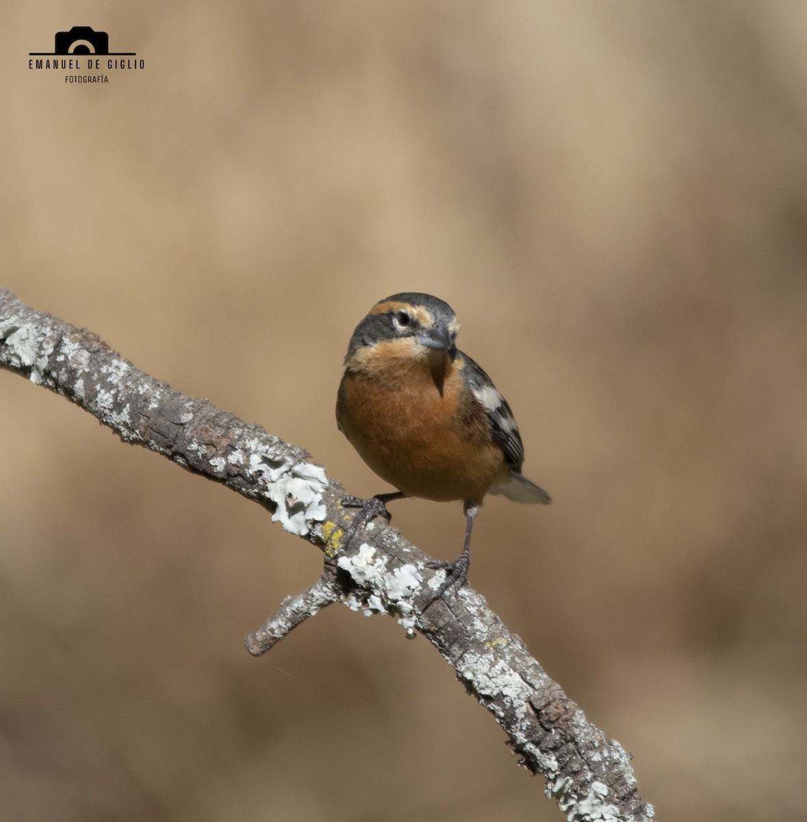 Cinnamon Warbling Finch - ML621861457