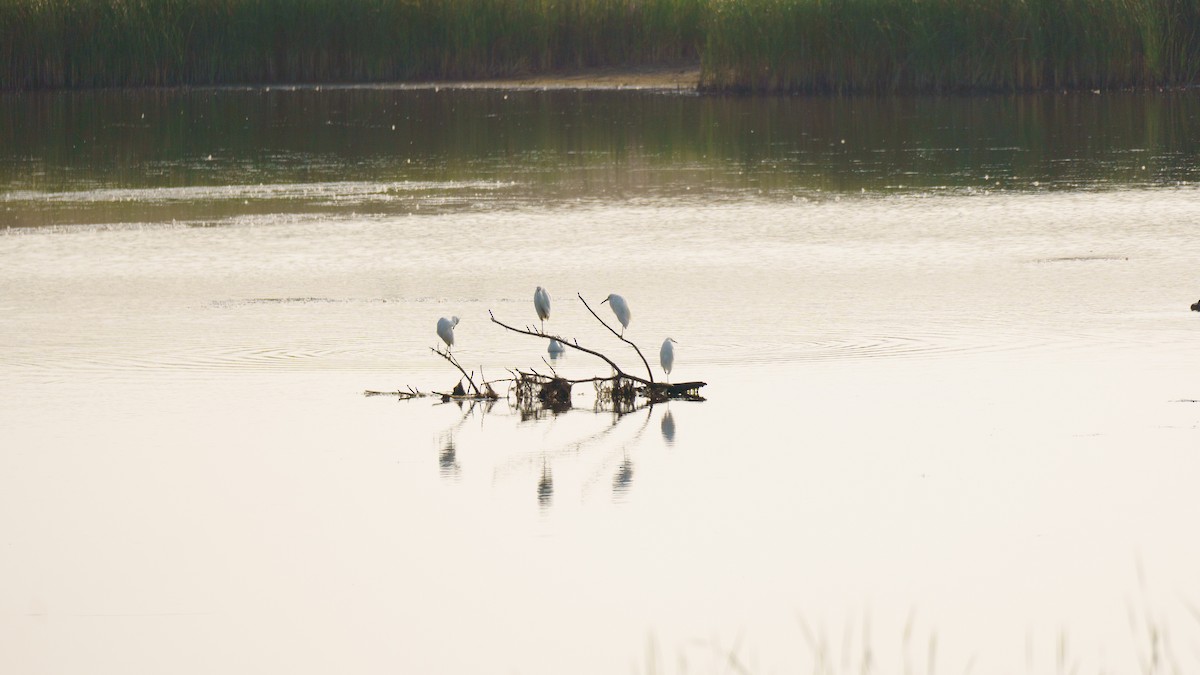 Snowy Egret - ML621861467