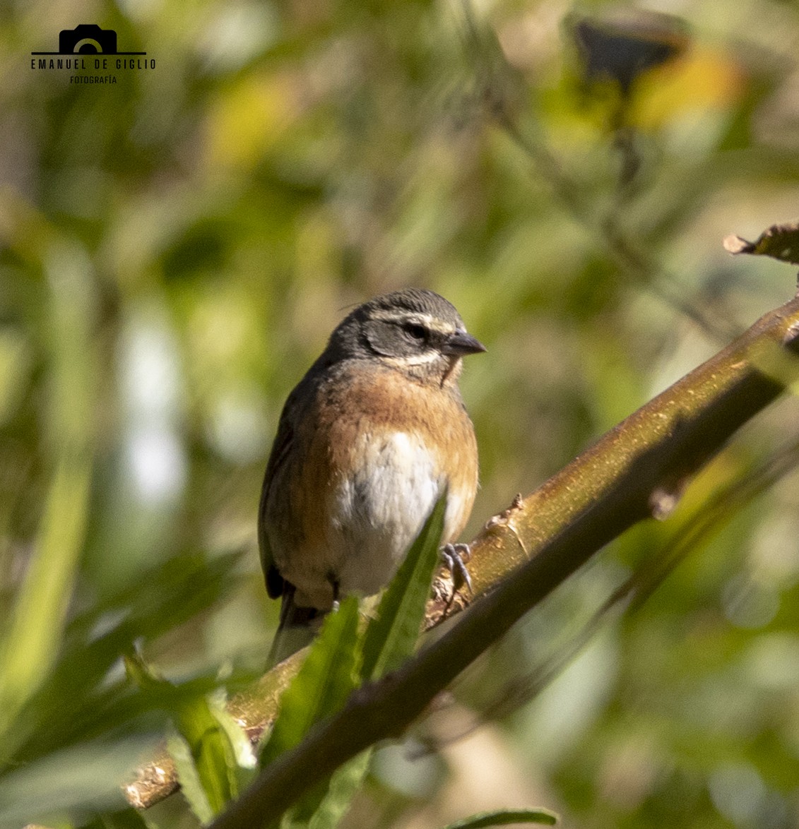 Black-and-chestnut Warbling Finch - ML621861470