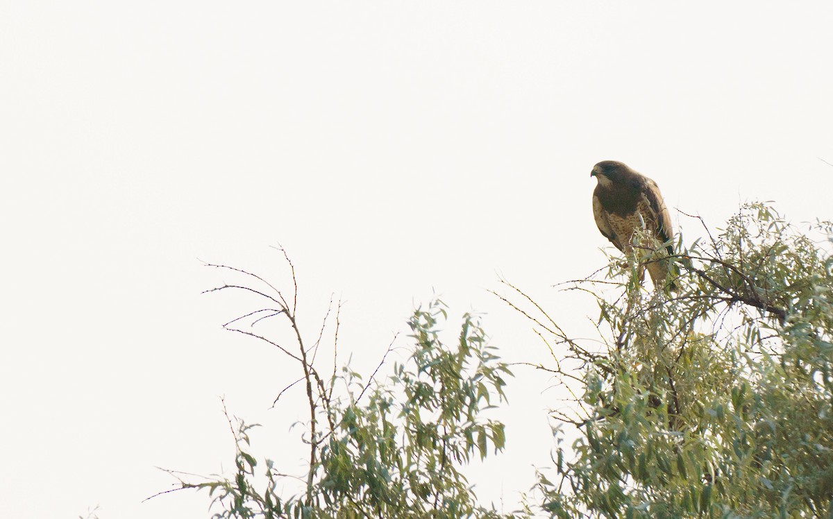 Swainson's Hawk - ML621861481