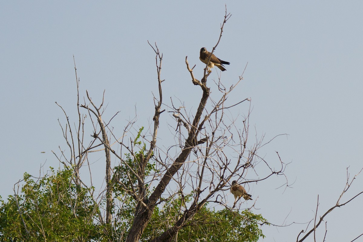 Swainson's Hawk - ML621861487