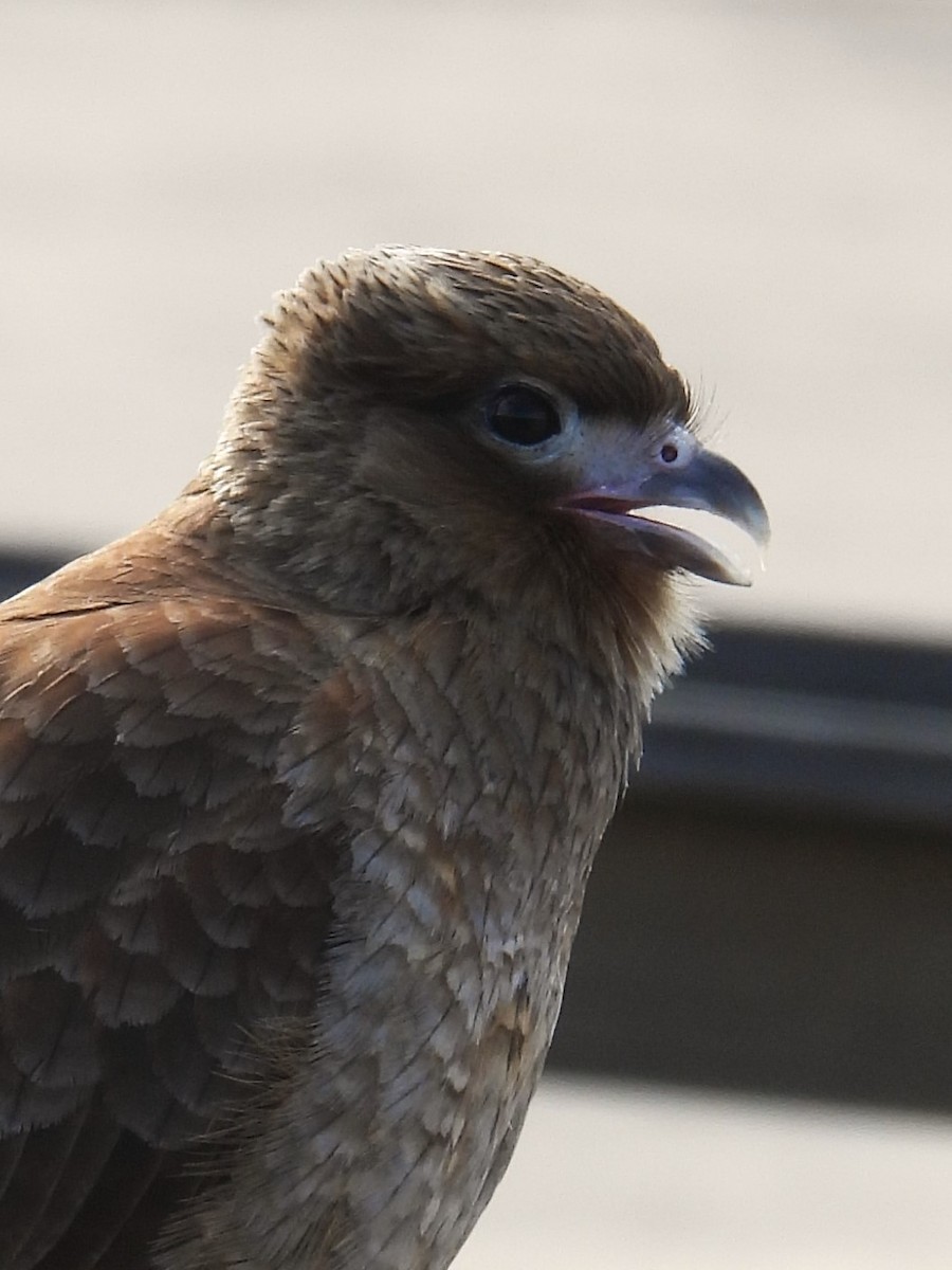 Caracara chimango - ML621861489