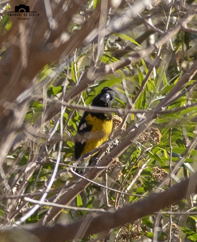 Black-backed Grosbeak - ML621861491