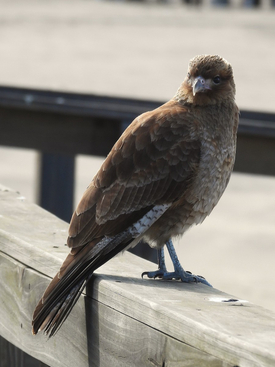 Caracara chimango - ML621861497