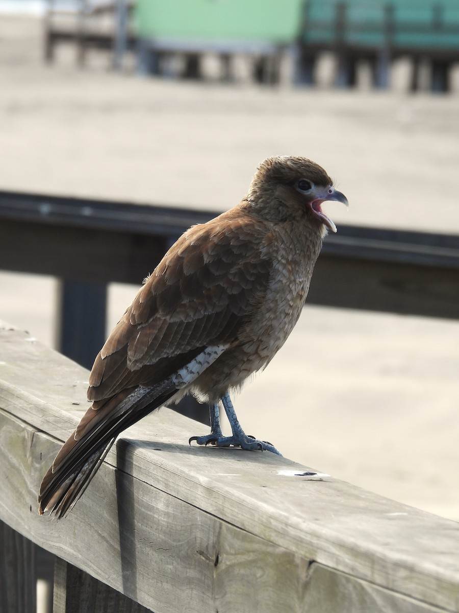 Caracara chimango - ML621861498