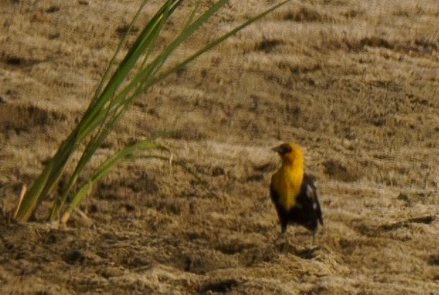 Yellow-headed Blackbird - ML621861509