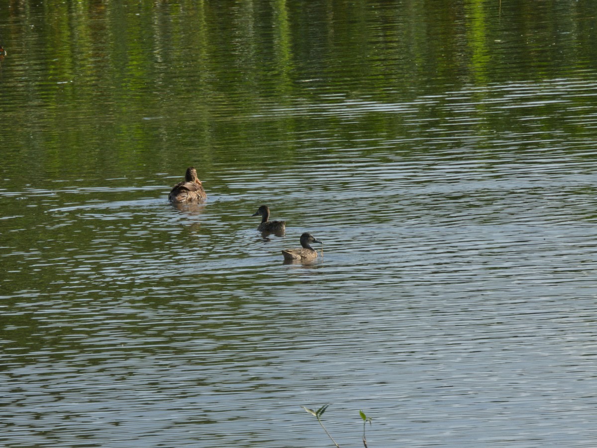 eBird Checklist - 25 Jul 2024 - Vreeland Rd. fluddle - 22 species