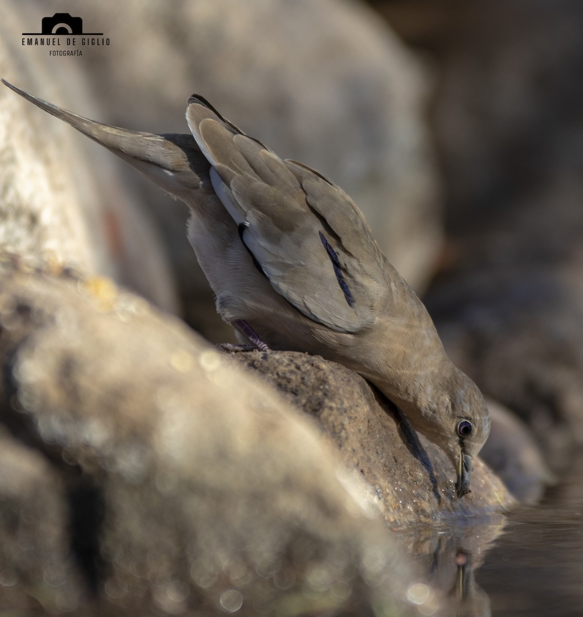 Picui Ground Dove - ML621861532