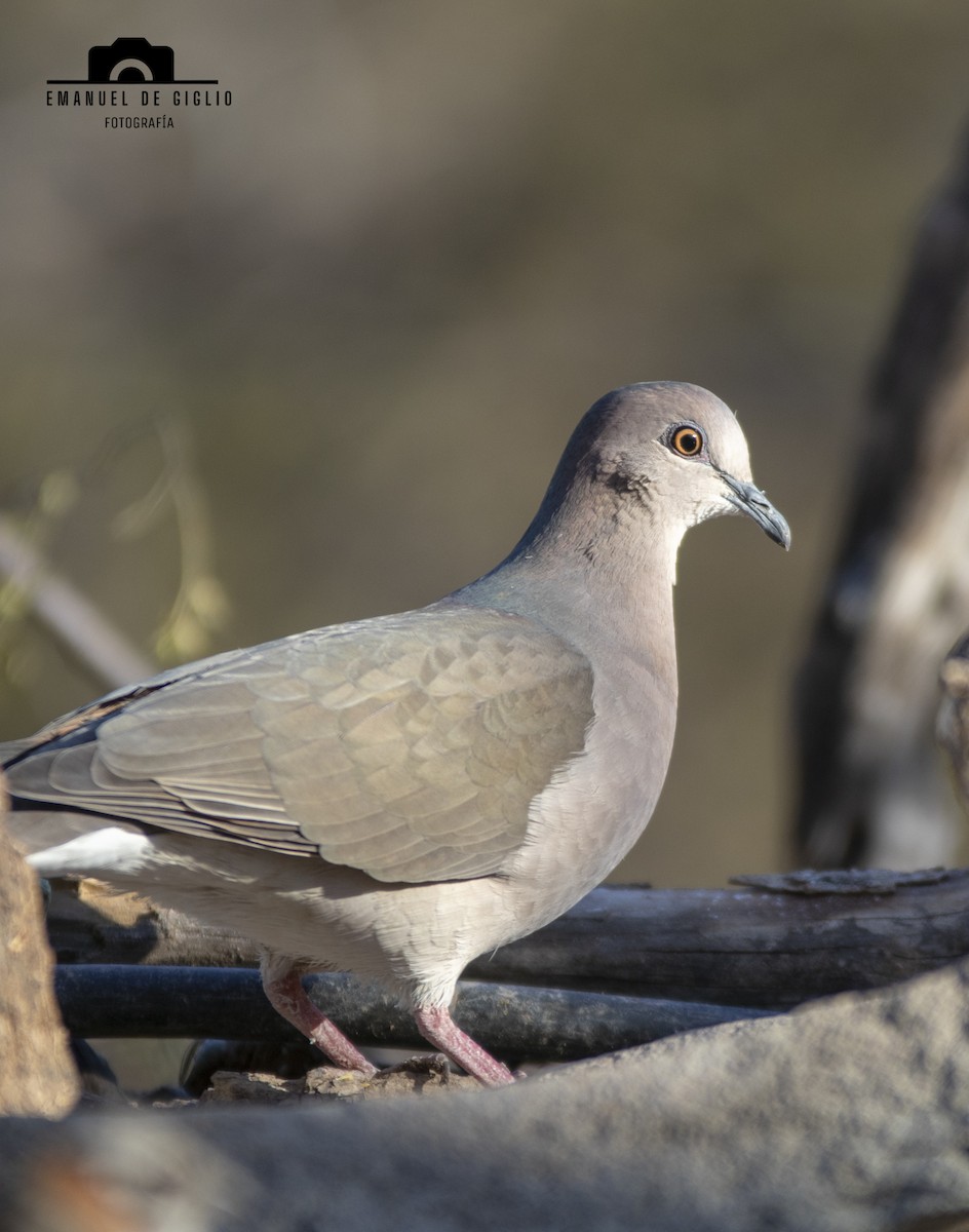 White-tipped Dove - ML621861533