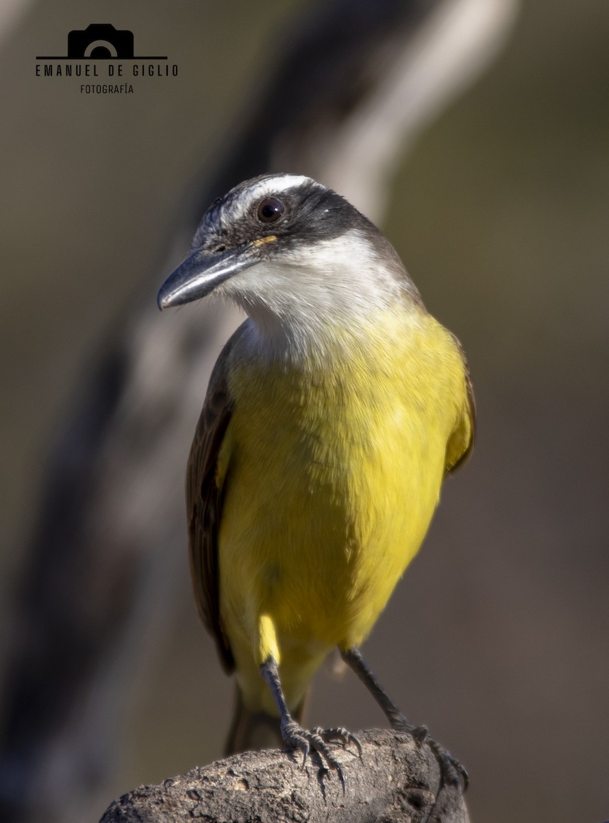 Great Kiskadee - ML621861543