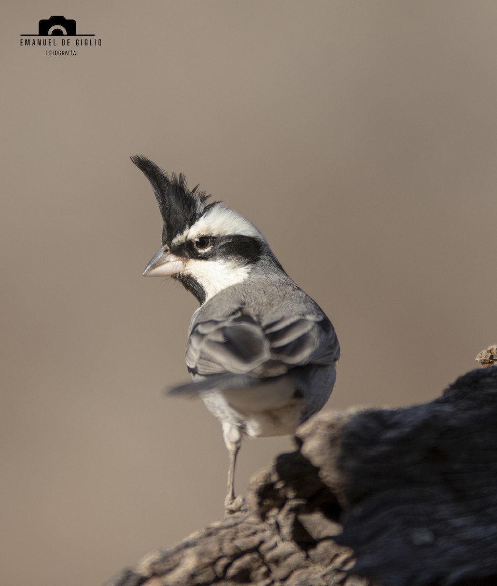 Black-crested Finch - ML621861553