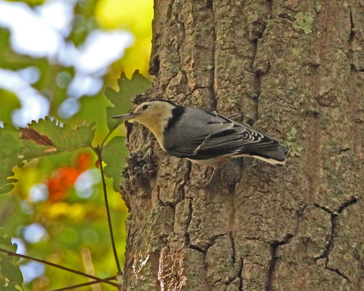 White-breasted Nuthatch - ML621861555