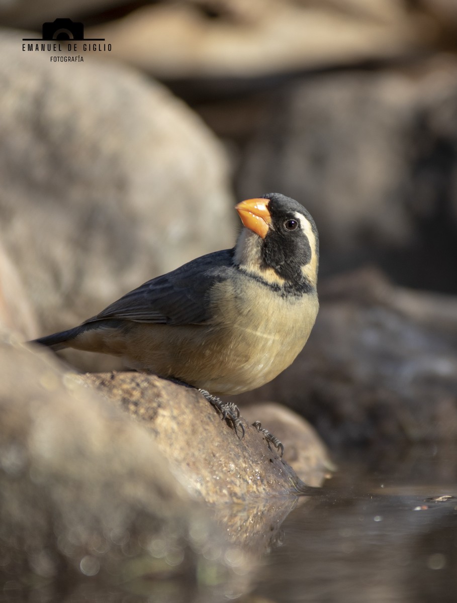 Golden-billed Saltator - ML621861557