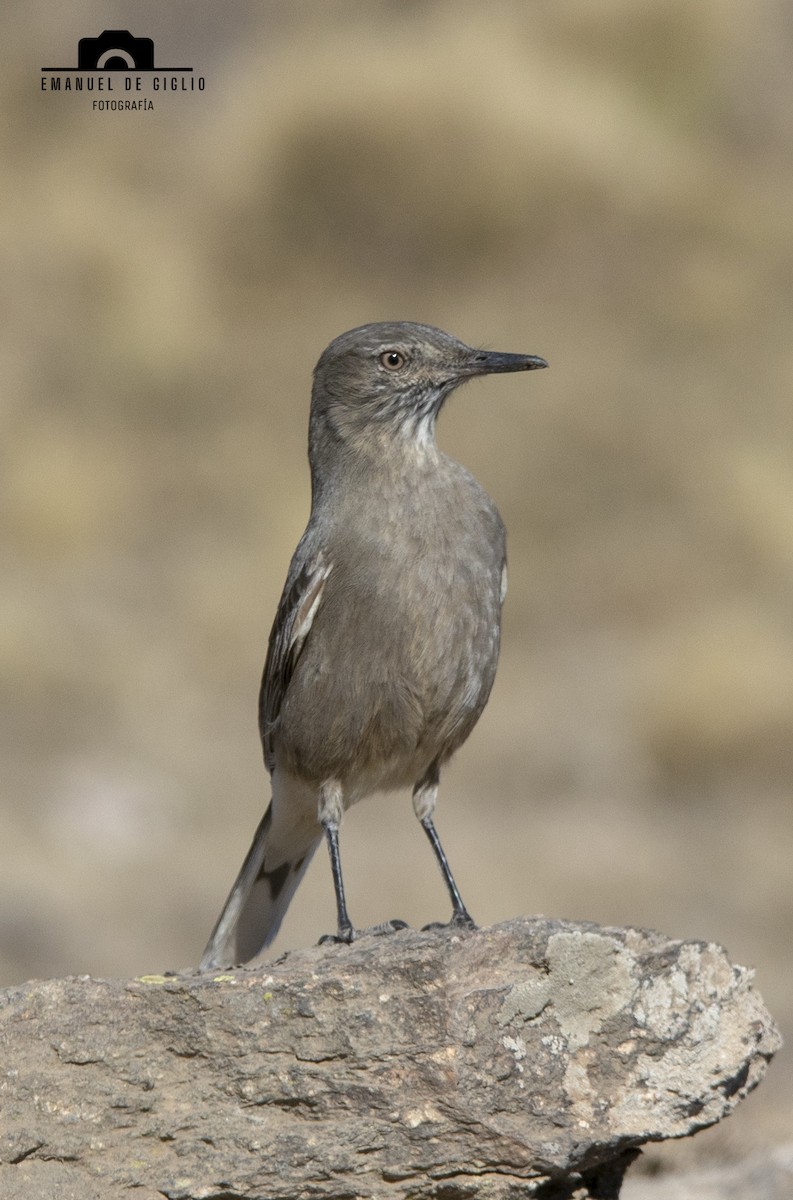 Black-billed Shrike-Tyrant - ML621861583