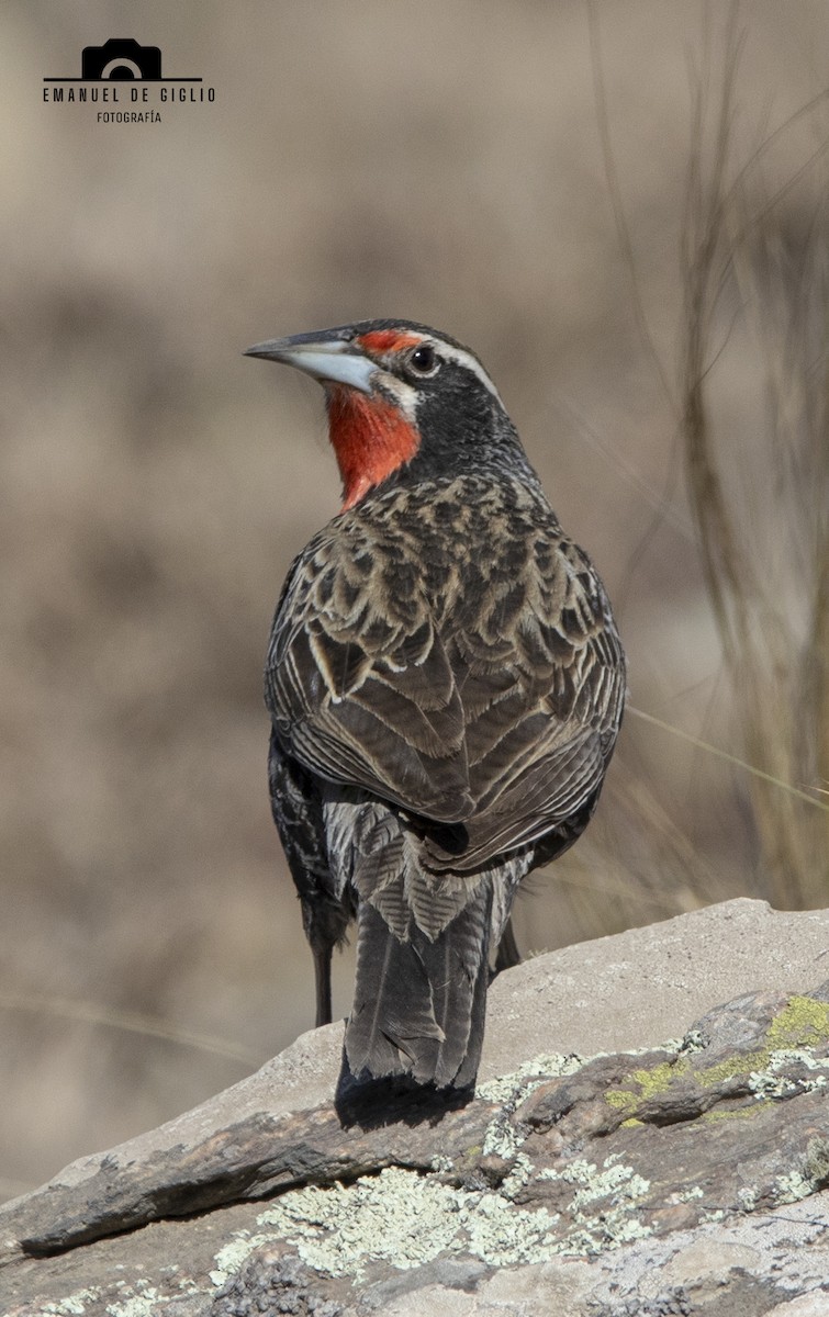 Long-tailed Meadowlark - ML621861591