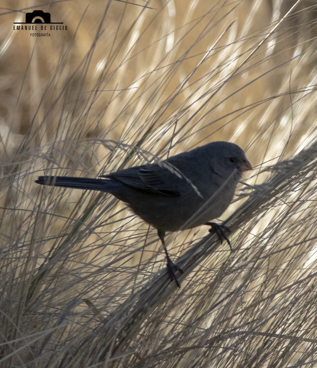 Plain-colored Seedeater - ML621861597
