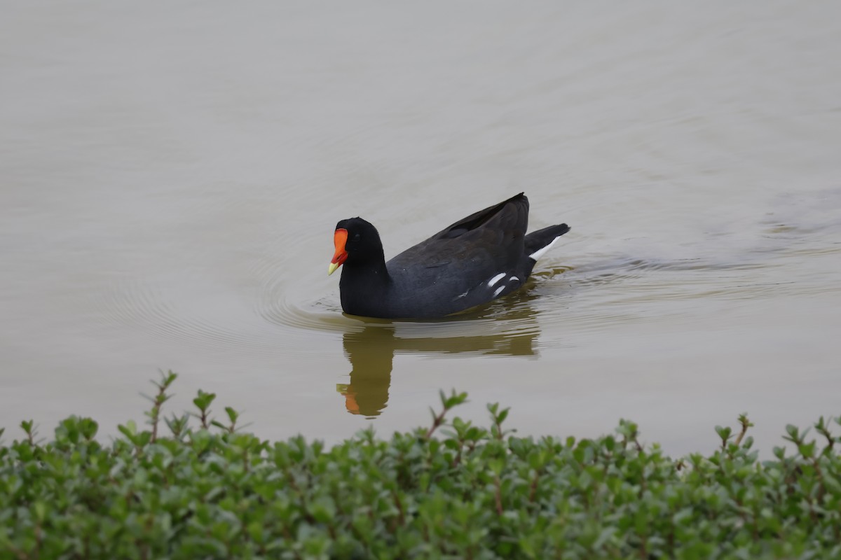 Common Gallinule (American) - ML621861598