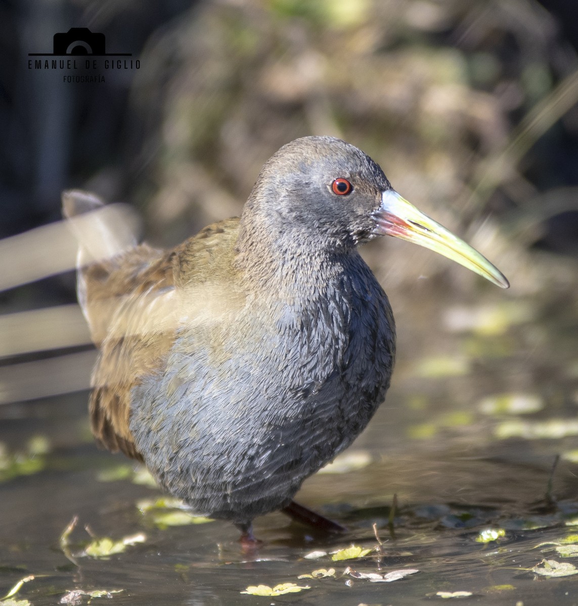 Plumbeous Rail - ML621861602