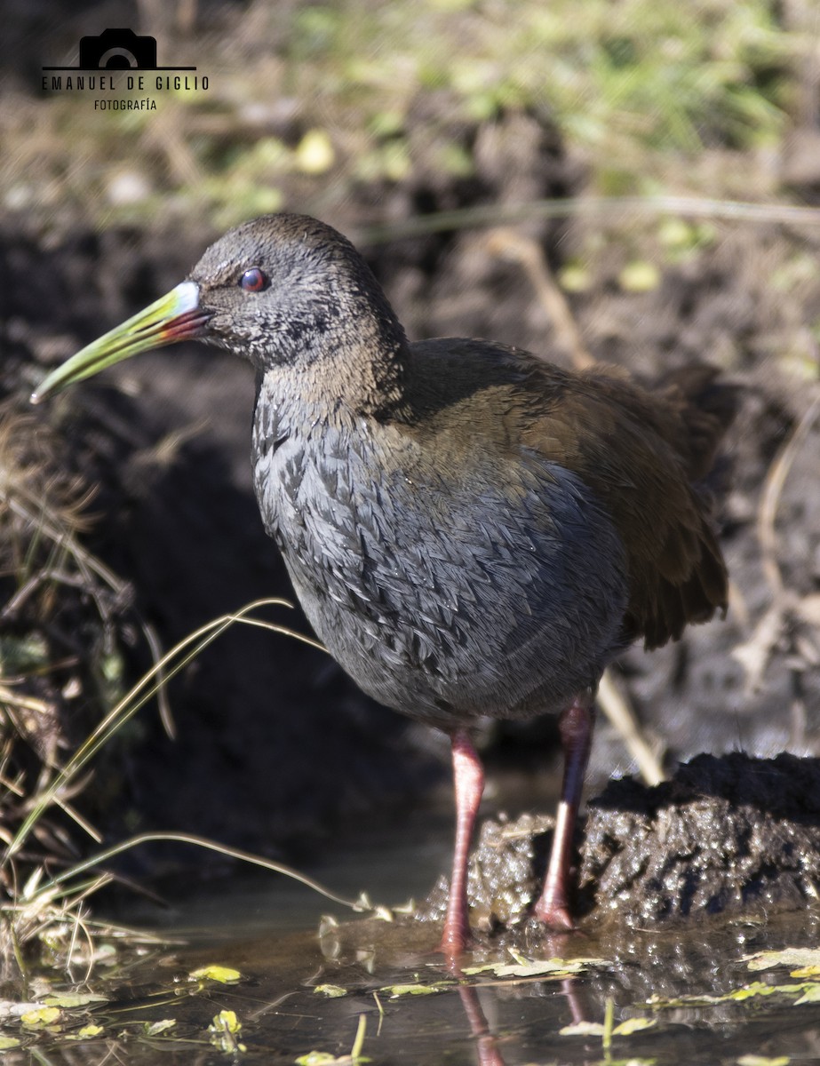 Plumbeous Rail - ML621861603