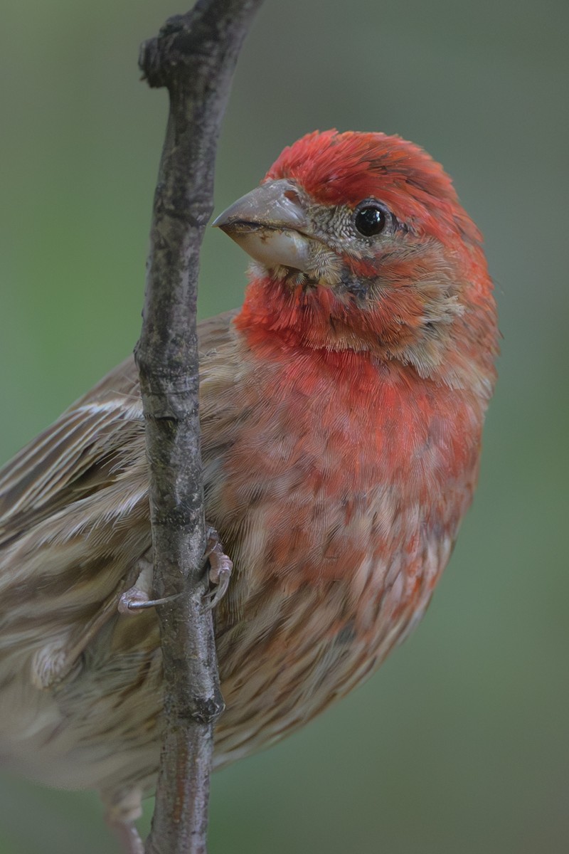 House Finch - ML621861611