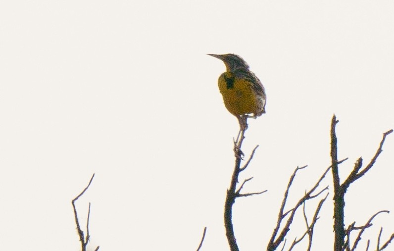 Western Meadowlark - ML621861638