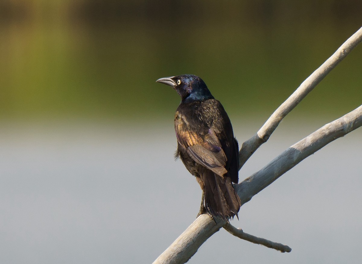 Common Grackle - ML621861643
