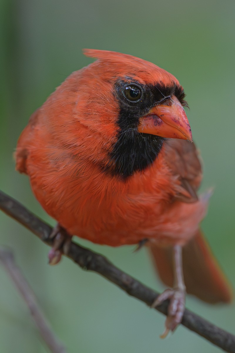 Northern Cardinal - ML621861656