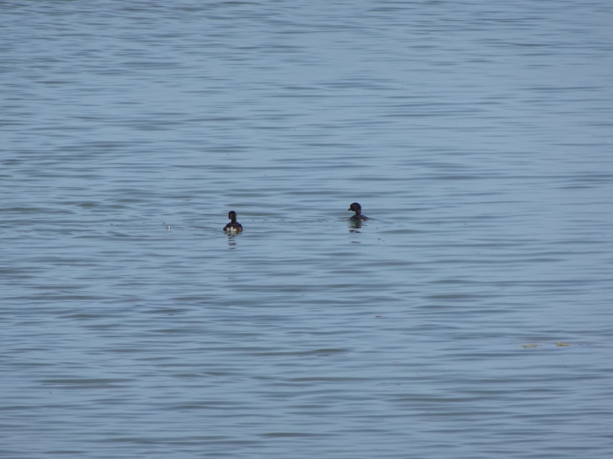 Pied-billed Grebe - ML621861668