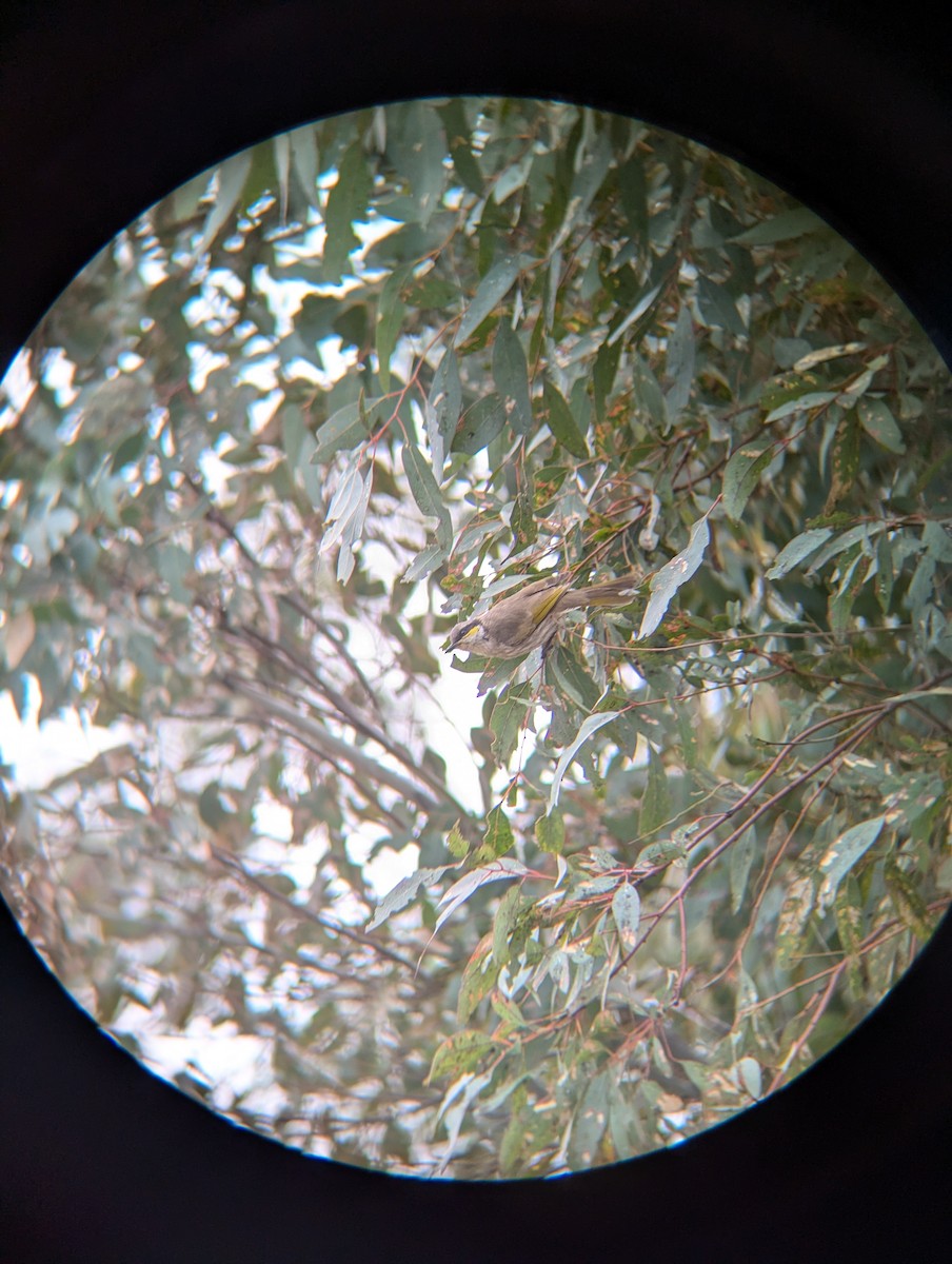 Singing Honeyeater - ML621861686